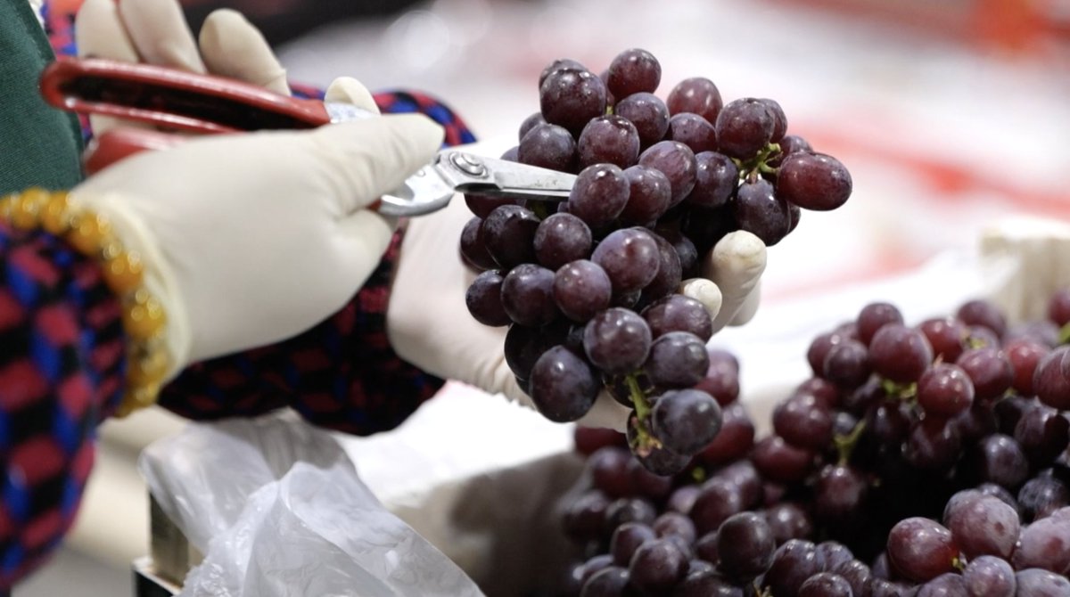 The opening of the Chancay-Shanghai direct shipping route is enabling more South American fruits to reach China faster. In supermarkets across the country, Chinese consumers are enjoying a wider variety of fresh choices from South America.