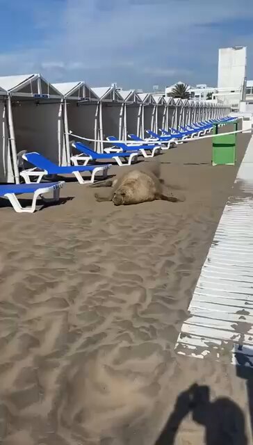#MDQ Apareció un veraneante muy particular en las carpas de Punta Mogotes