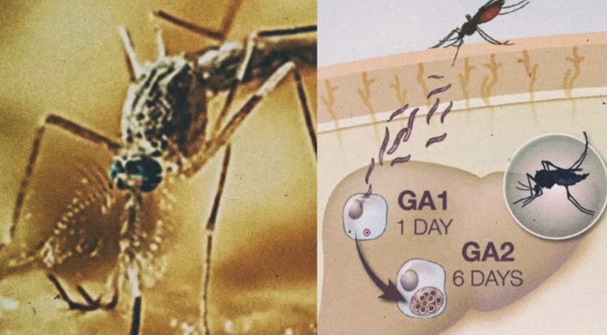 NWO Cowards Prepare To Unleash Mosquito Warfare On Humanity In what could only be described as a fever dream cooked up by mad scientists with too much Gates money burning holes in their lab coats. Watch Breaking News Live: