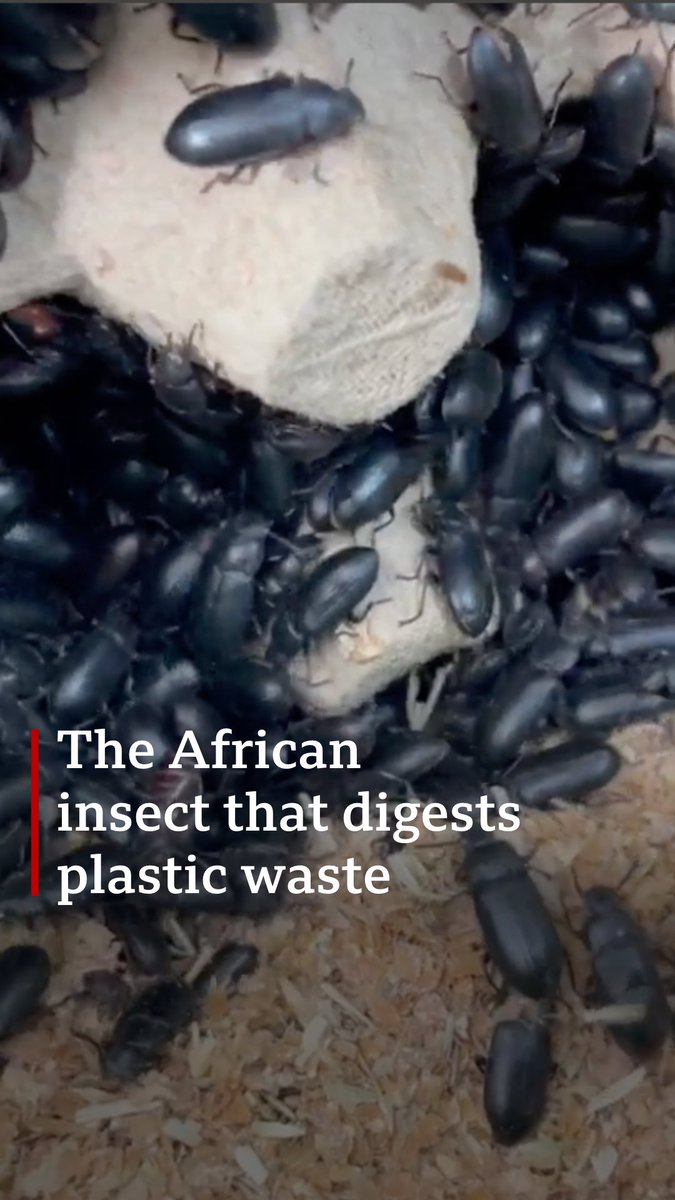 Kenyan scientists have discovered that larvae of the darkling beetle can digest plastic, potentially offering a solution to plastic waste. Despite producing only 5% of the world's plastic, Africa is now the second most plastic-polluted continent.