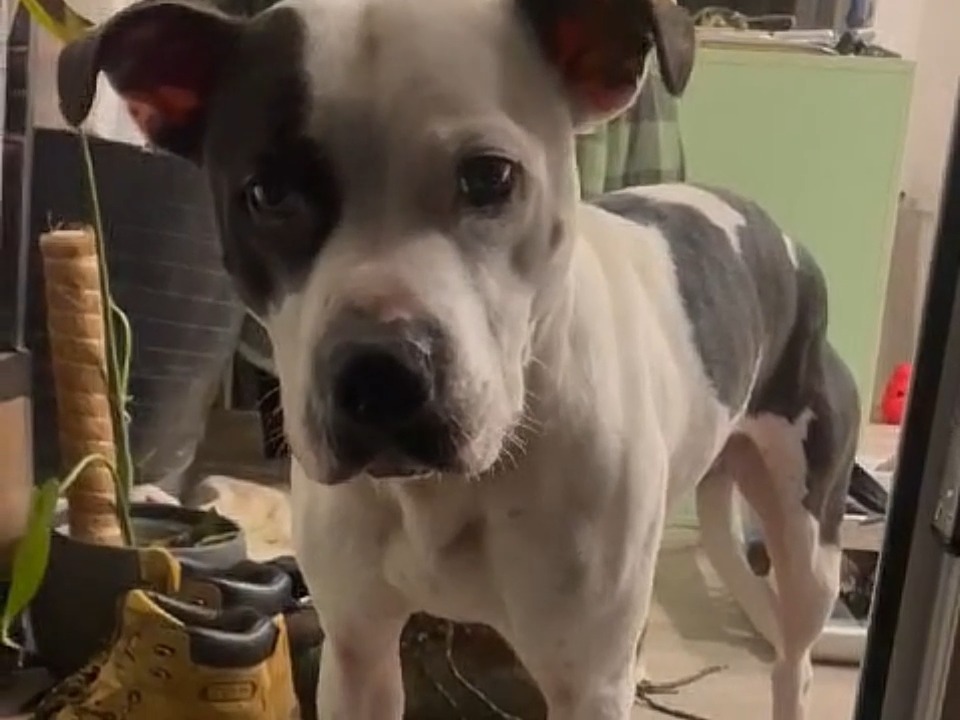 Meet Barry, a dog so scared of fireworks that he wonโt go to the toilet. ๐ Owned by one of our team, Barry is one of the many animals affected by fireworks, making celebrations like #NewYearsEve very challenging. Please prioritise pets and rethink any fireworks plans. ๐