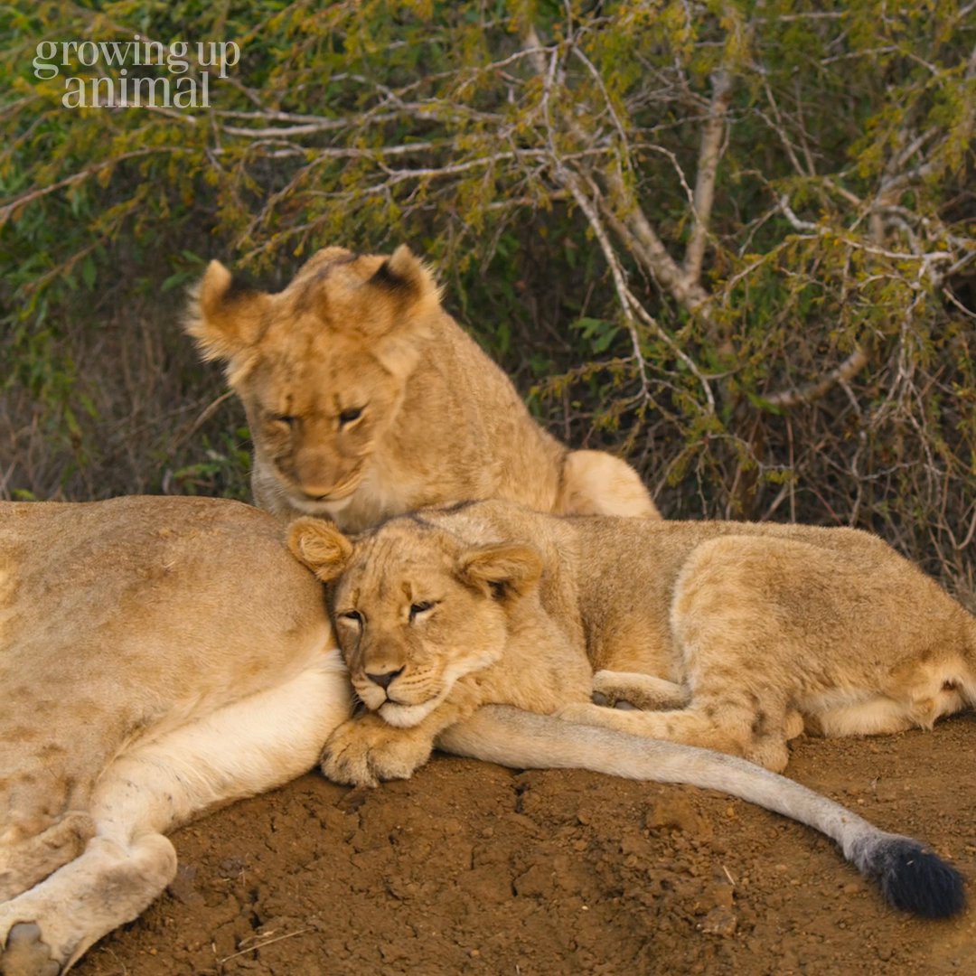 Lion cubs love to play, engaging in mock fights that help them develop essential hunting skills for when they are older. #GrowingUpAnimal is now streaming on Disney+.