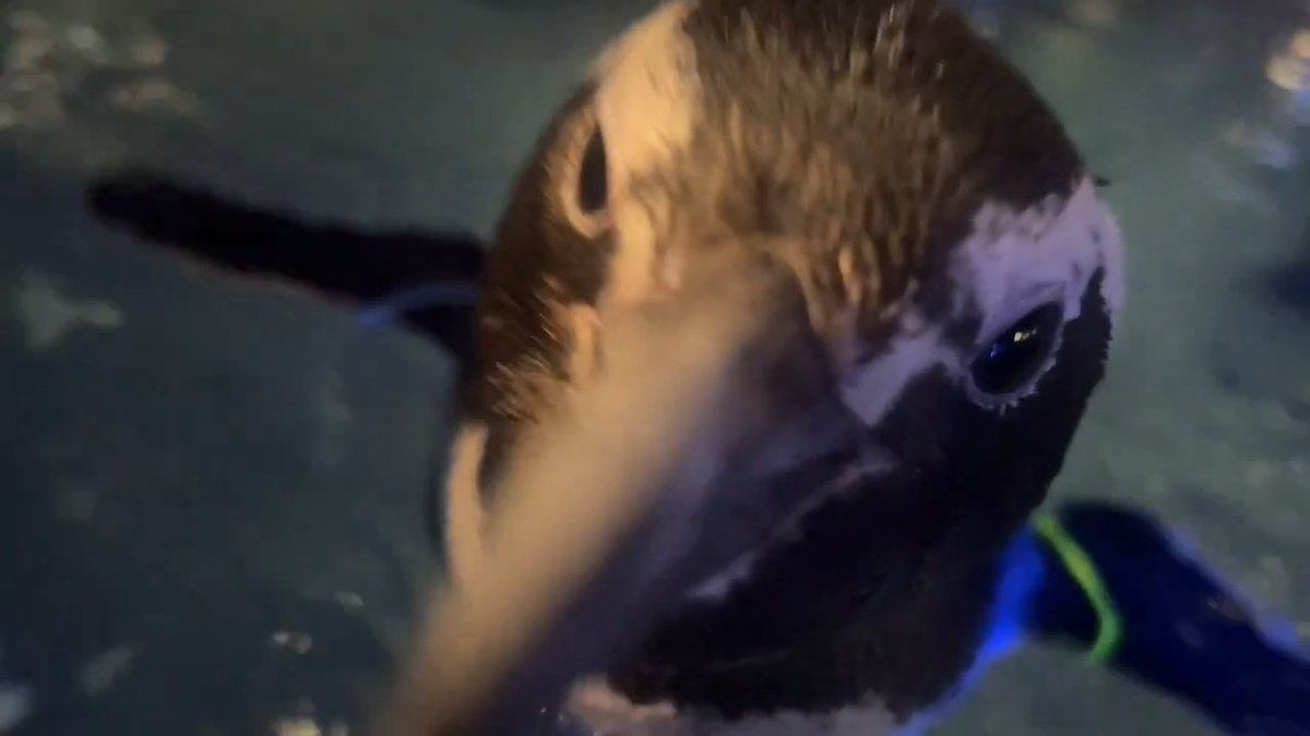 \ \🎍新年明けましておめでとうございます🎍/ / 本年もすみだ水族館といきものたちをどうぞよろしくお願いいたします 思いっきりこころを近づけて、もっとお互いをわかりあう場所をめざします✨ 近すぎるあめをどうぞ...🐧‼