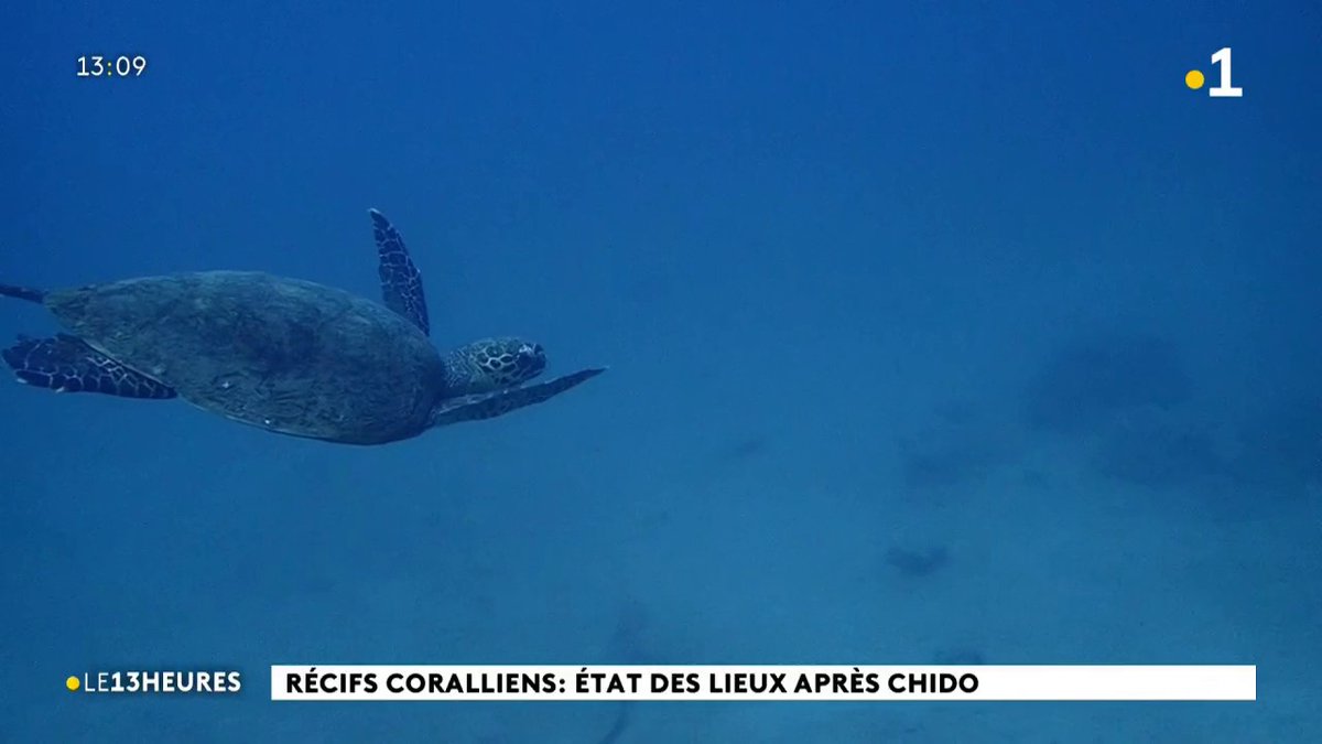 Pour ce premier jour de l’année on vous propose une petite immersion dans le #lagon de #Mayotte pour un état des lieux de notre récifs coralliens après #Chido
