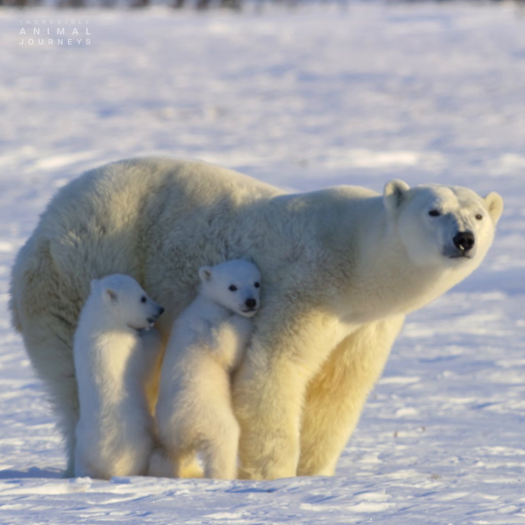 It doesn't get any cuter than this 🐻‍❄️ They may be small now, but did you know these adorable cubs could weigh up to 1,600 pounds when they're fully grown? #IncredibleAnimalJourneys is now streaming on Disney+.