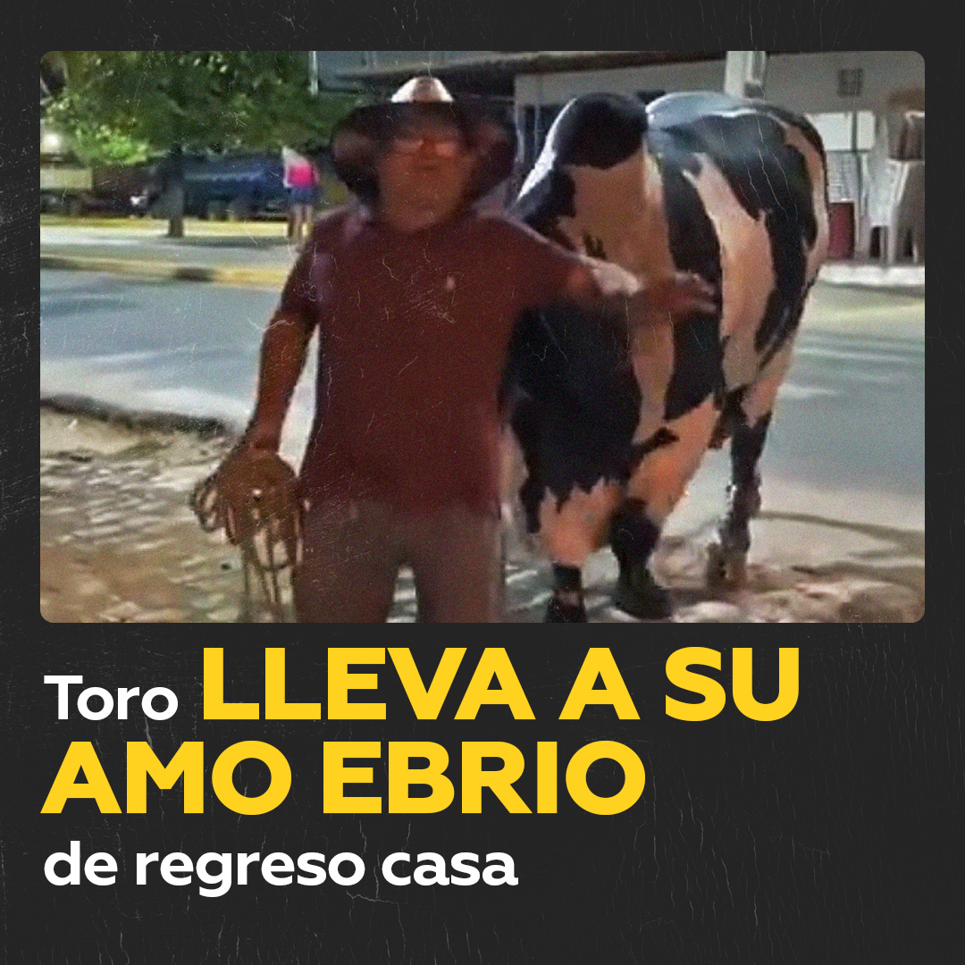 Apoyo admirable: toro guía a su amo ebrio hasta su casa A mucha gente le vendría bien un animal así después de la fiesta de Año Nuevo: un toro lleva a casa a su amo ebrio. Estas imágenes grabadas en Brasil no tardaron en viralizarse.