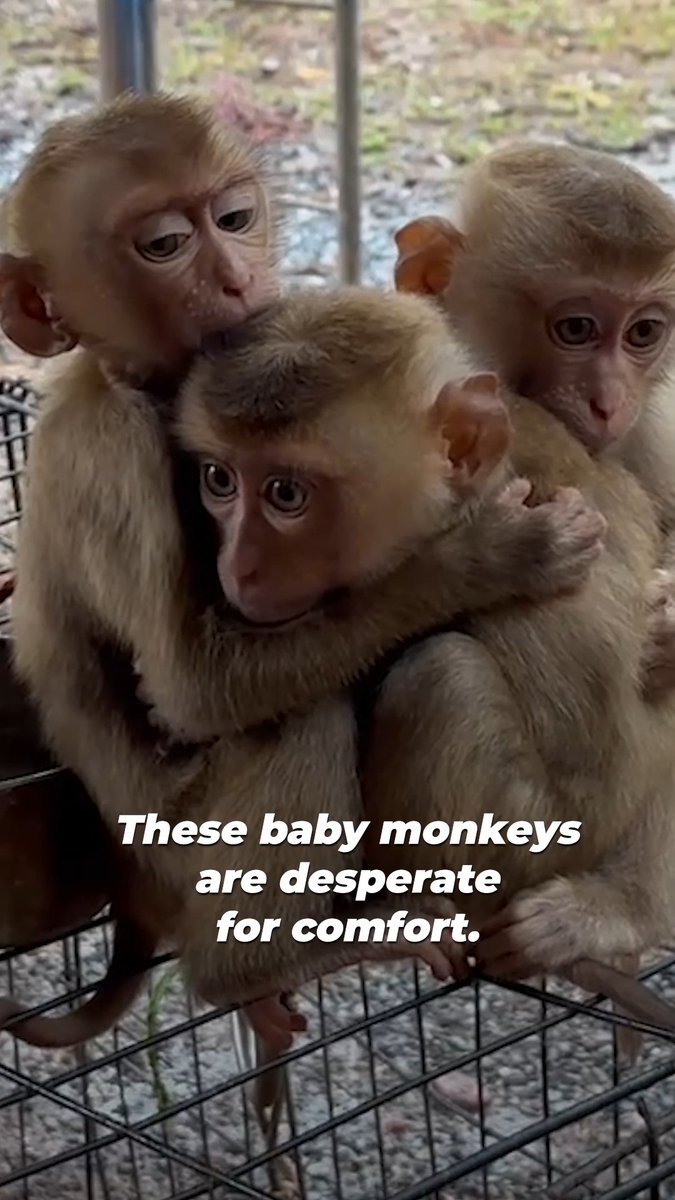 This is a coconut-picking “school” for monkeys in Thailand. Babies are taken from their mothers, chained, & forced to pick coconuts. You can see desperation in their terrified faces, seeking comfort that will never come. Ask the Thai government to ban this 🔗