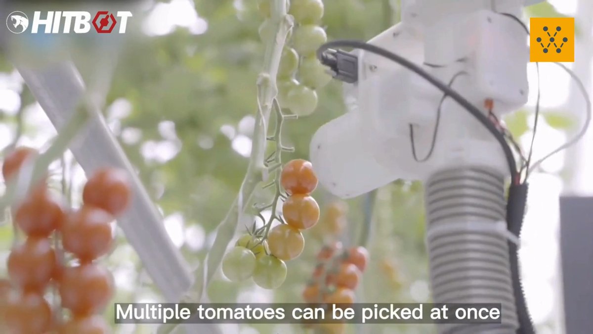 Hitbot Robot Farm Automated Picking System The Hitbot robot is designed to automatically pick vegetables, fruits, and other crops on the farm. It moves freely across the fields, using advanced computer algorithms to assess the ripeness of tomatoes and other produce, ensuring precise harvesting. Video source: HITBOT Robotic #robotics #tech #agritech