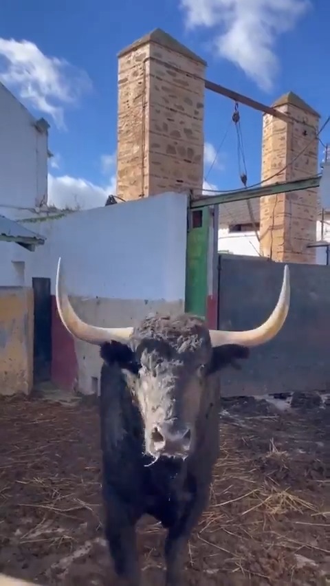 Dime a qué otro animal se le aplaude por su belleza, se le ovaciona por su combatividad e incluso se le aclama como a un héroe. El toro bravo es pura belleza y un tesoro genético que debemos conservar. 🎦 Conde de la Corte.