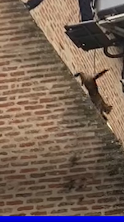 🐈😮 À Gaillac, un chat survit à un saut de 25 mètres