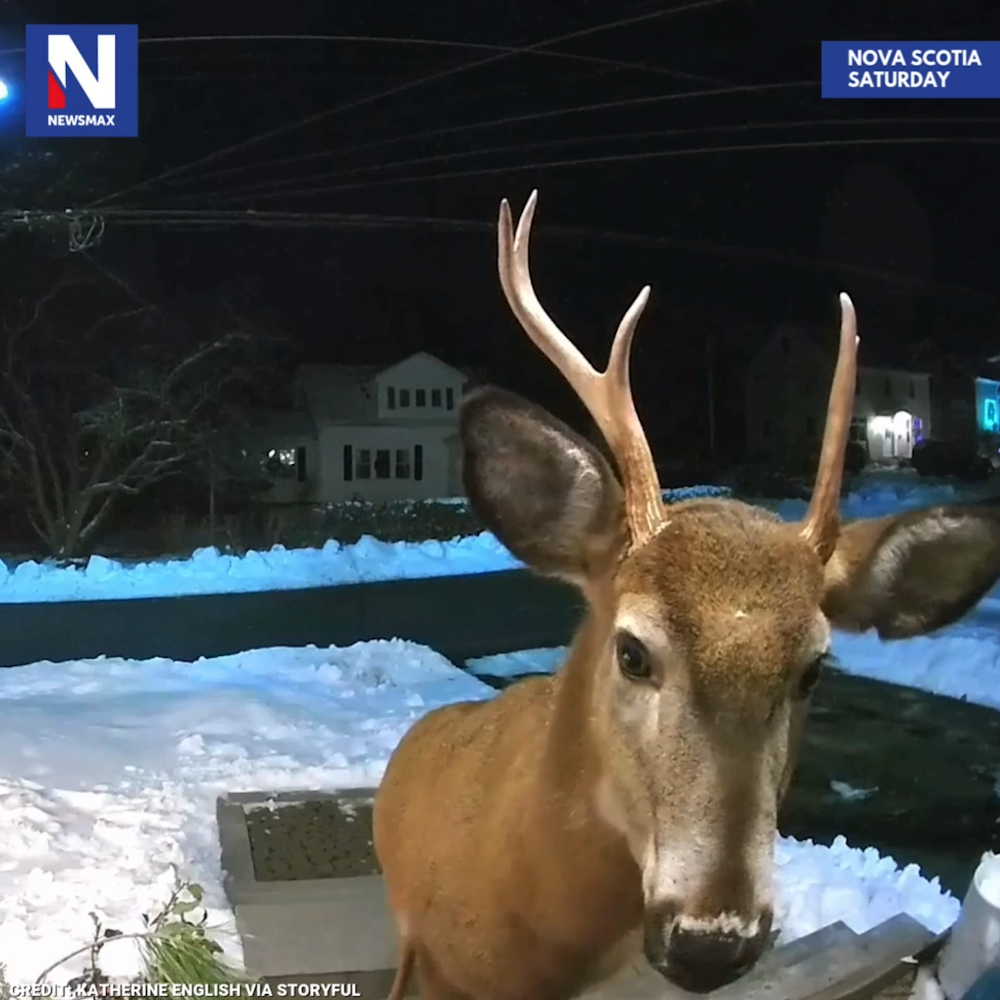 THE BUCK STOPS HERE: On Saturday night, a woman in New Glasgow, Nova Scotia, used the speaker on her video doorbell to discourage a buck from eating her holiday decorations. After a few moments, the buck finally gave up and walked away.