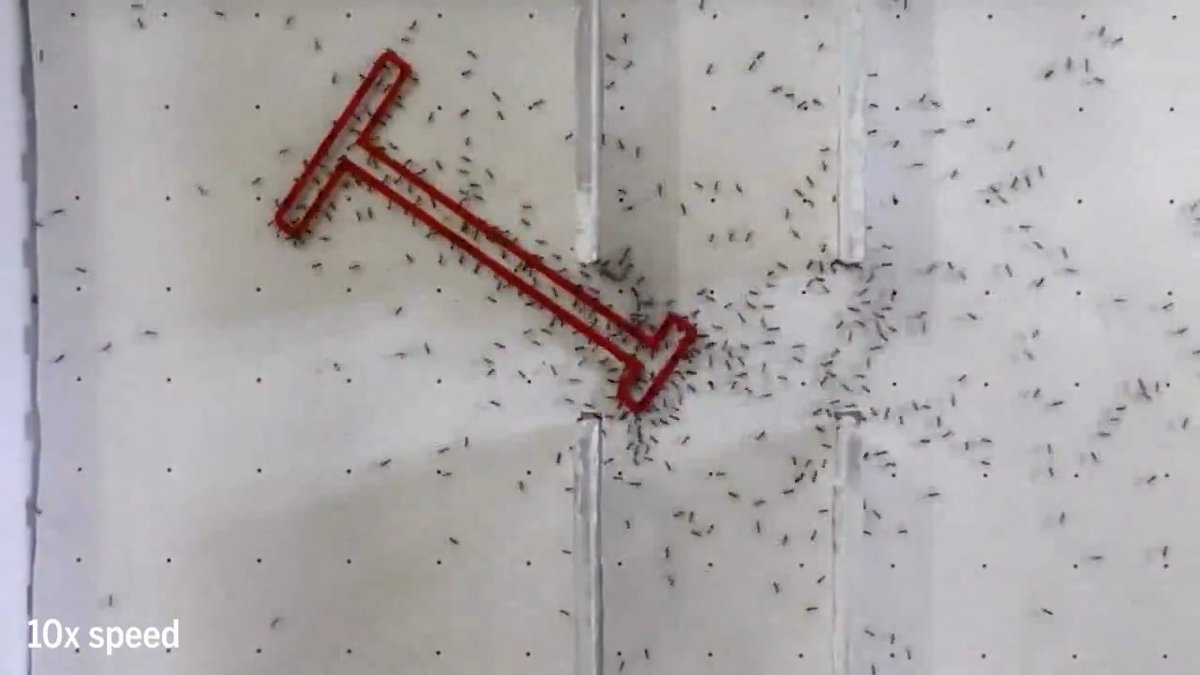 A new study finds ants best humans at tests of collective intelligence. Learn more: News from Science