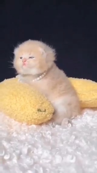 It should be illegal to be so cute