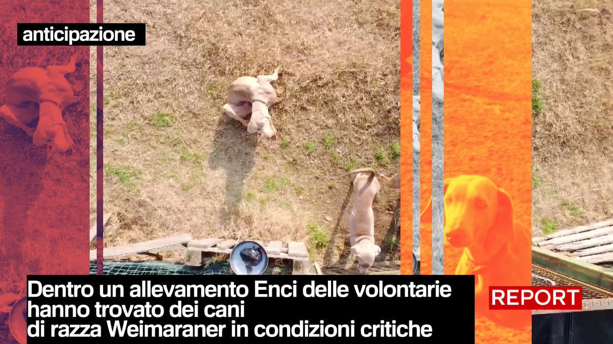 In un allevamento Enci delle volontarie trovano cani di razza Weimaraner in condizioni critiche. Per rispondere alla domanda di mercato spesso si arriva a mettere in riproduzione anche cani con patologie genetiche, col rischio di trasmetterle ai cuccioli. Domenica, 20.30 su Rai3