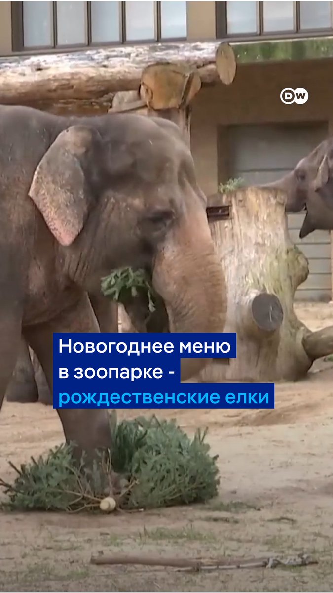Елки, которые не успели продать на Рождество, стали обедом для животных в берлинском зоопарке. Вот как на деревья реагируют жирафы и слоны