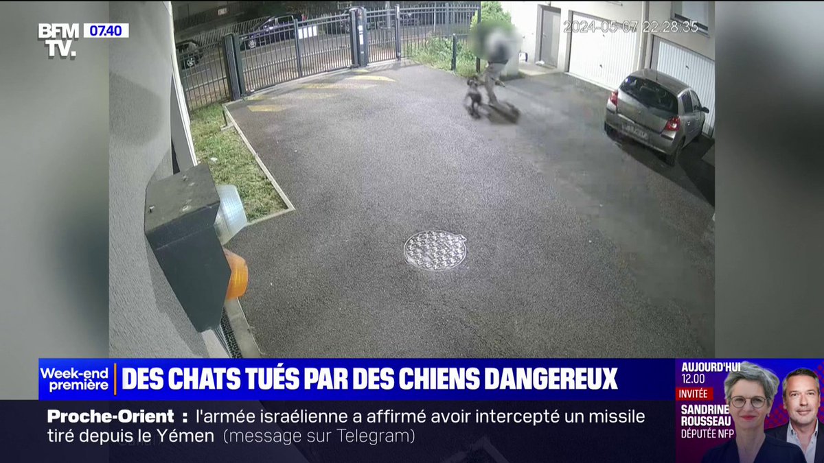 🗨️ "C'est sa dernière photo" À Bondoufle (Essonne), des chats sont tués par des chiens dangereux