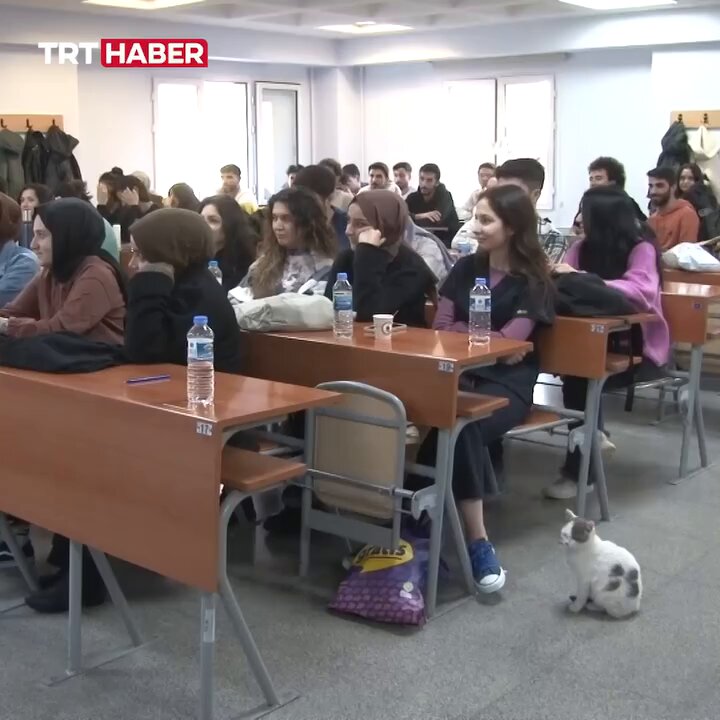 Adı Labne. Görevi, fakültedeki öğrencilerin stresini almak, kendini sevdirmek ve miyavlamak.