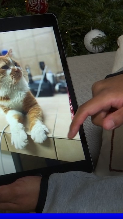 💬 "J'ai compris que ce n'était pas des cris de bagarre de chats" À Bondoufle, dans l'Essonne, des chats sont tués par des chiens dangereux