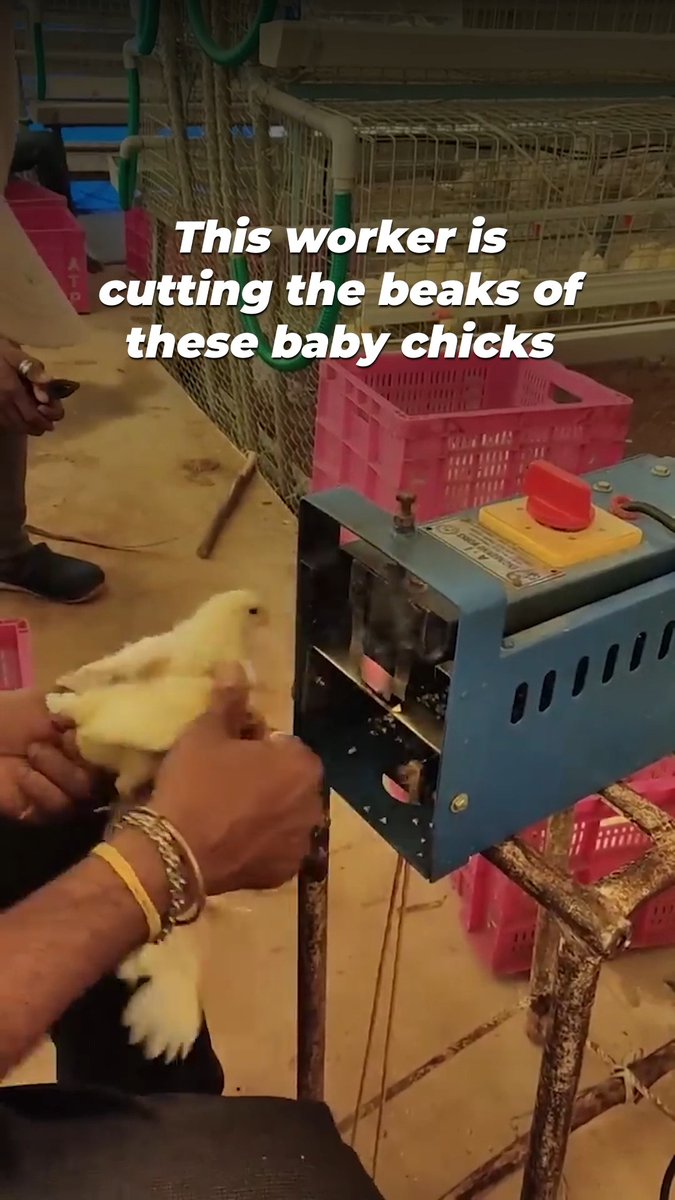 This isn’t just painful; it’s torture! Baby chicks are mutilated with hot blades, condemned to a life of suffering. Do not support this pain–#GoVegan! #NationalBirdDay