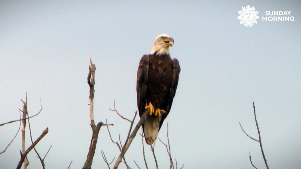 We leave you this Sunday with bald eagles flying high above the Missouri River in South Dakota. As of January 1st, the bald eagle is, finally, our official national bird. Videographer: Kevin Kjergaard.