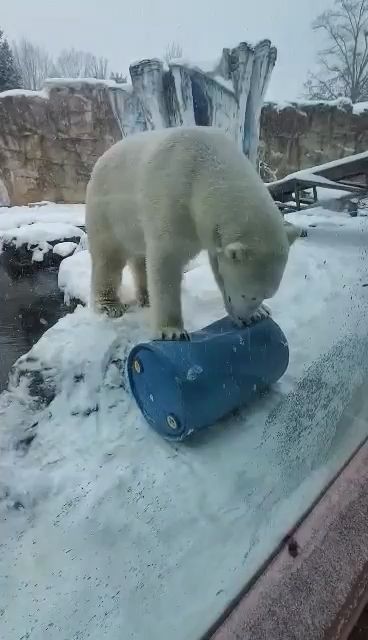 We heard you might be interested in seeing what our polar bears are up to on this snowy day. Here’s a video of male polar bear, Bo, having some winter fun — courtesy of Beka Chmielewski, Glacier Run Keeper! ❄️