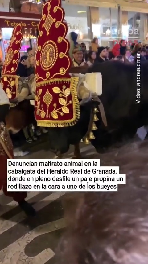 Denuncian maltrato animal en la cabalgata del Heraldo Real de Granada, donde en pleno desfile y ante la mirada de cientos de asistentes, un paje propina un rodillazo en la cara a uno de los bueyes