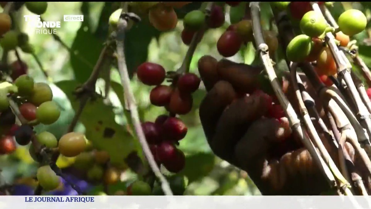Des motifs sécuritaires et environnementaux entravent la certification par l'union européenne du café et du cacao produit dans l’est de la RDC.