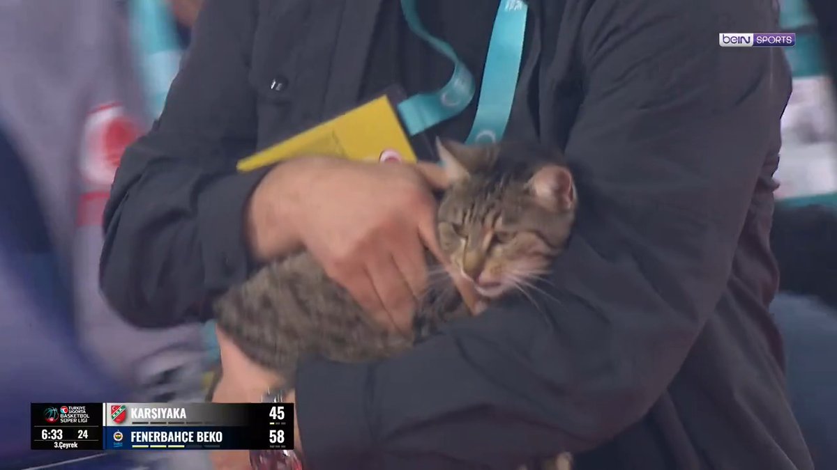 😅 "Bir kedi gördüm sanki..." 🐈 Karşıyaka x Fenerbahçe Beko karşılaşmasında, parkede minik bir dostumuz yer aldı... | #TSBSL