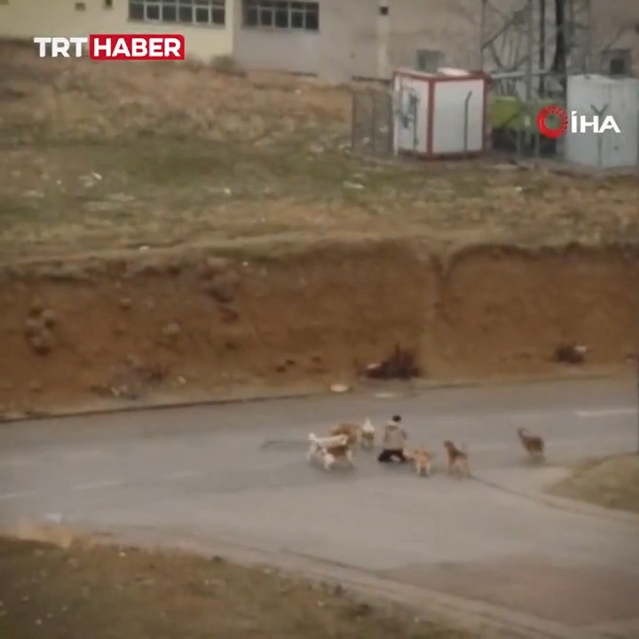 Ankara'da başıboş köpek sürüsünün saldırısına uğrayan iki kişi böyle kurtulmaya çalıştı.