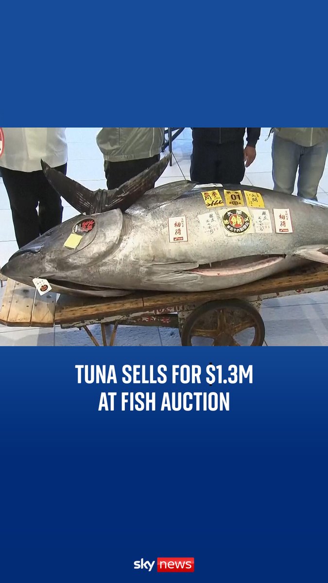 A sushi restaurant paid $1.3m for a bluefin tuna - weighing nearly 300kg - at Tokyo’s Toyosu fish market 🍣 Read the full story: