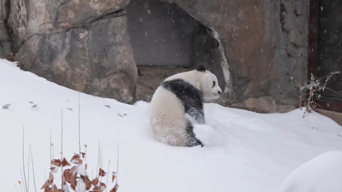 ❄️🐼 Tumbling in a winter wonderland! This morning, about 5 inches of snow blanketed the Washington, D.C., area, including giant panda Bao Li and Qing Bao's outdoor habitats. Flakes stuck to their fur as the bears frolicked and somersaulted. It was 🐾paws-itively the panda *snowment* of our dreams! . . . The bear pair will make their public debut at the Smithsonian on Friday, Jan. 24. Follow #DCPandas for updates. ✏️LEARN MORE: