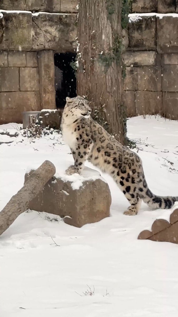 Sleigh weather or slay weather, snow leopard Marcy chooses the latter❄️☃️ A huge THANK YOU to our team that always does an amazing job keeping our animals, like Marcy, comfortable and cared for in the snowy weather!