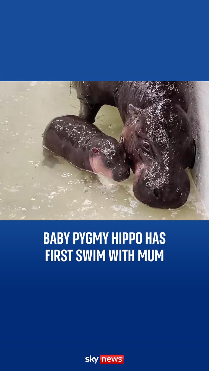 A baby pygmy hippo at the Metro Richmond Zoo in Virginia had its first swim after the water level was lowered for the hippo’s debut 🦛 Latest videos from Sky News: