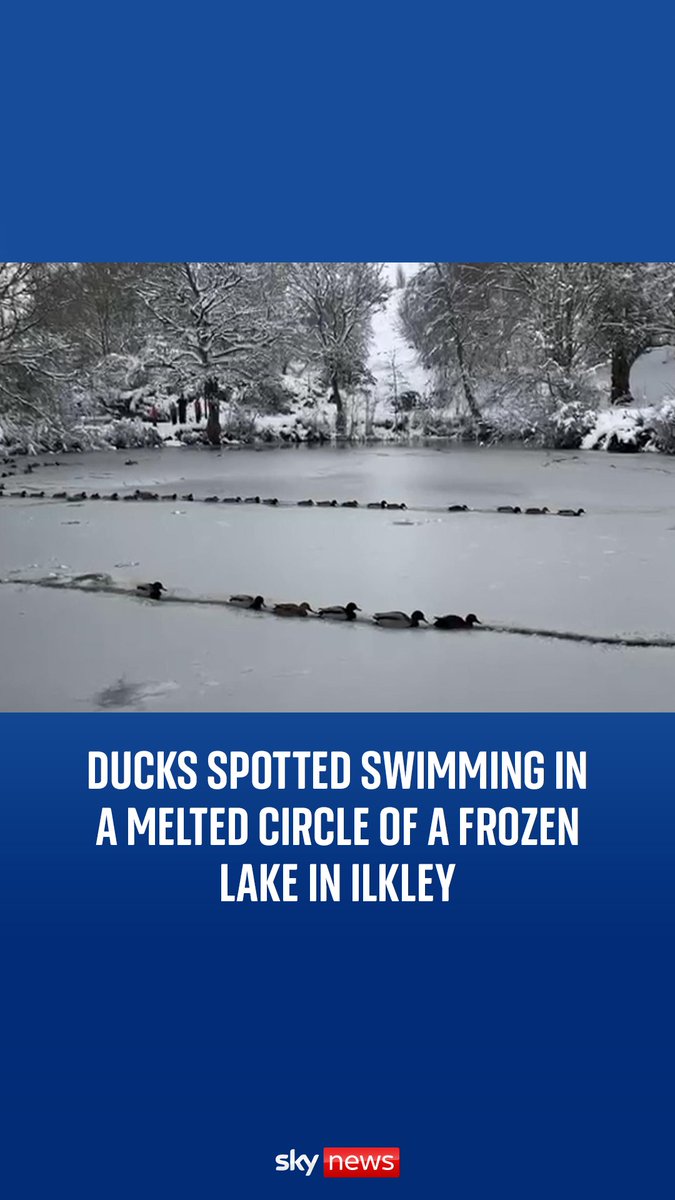 Ducks were spotted swimming in a melted circle of a frozen lake in Ilkley. UK weather latest:
