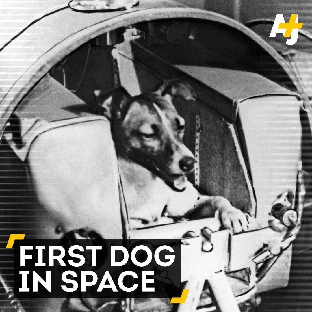 Historic Vids Additional details about this dog