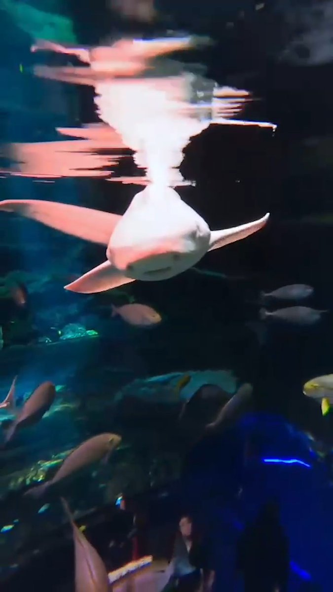 In this #MomentOfBlue brought to you by Keeper Elena, one of our black tip reef sharks and a zebra shark can be seen interacting with an enrichment ball containing a piece of herring. This form of enrichment helps encourage natural foraging behaviors in our sharks.