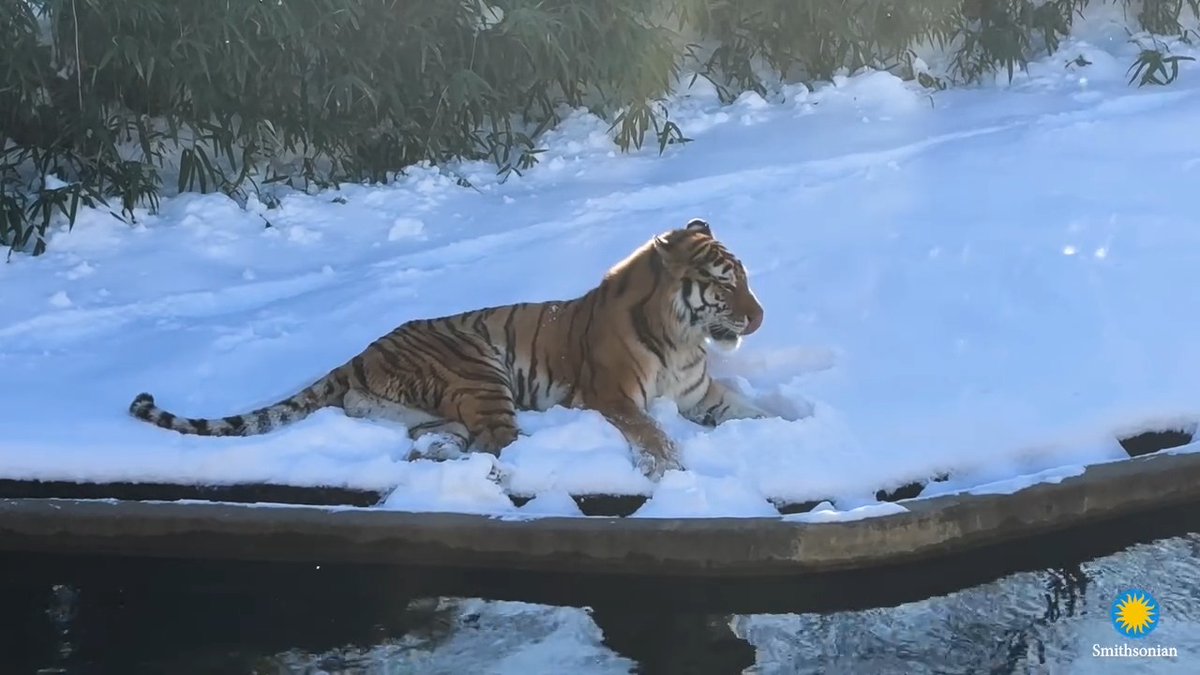 ☃️ Monday's wintry weather brought snow much fun to the Zoo!❄️ While Amur tiger Metis, scimitar-horned oryxes and red panda Asa chilled out in the snow, other animals like Asian elephant Maharani, giant panda Bao Li and North American otters Emmett and Potomac played and wrestled among the drifts. Creative keepers even provided cool enrichment opportunities for indoor animals like Virginia opossum Basil, the guinea pigs, dwarf mongoose Lilo, the meerkat mob, skunk Sauerkraut, bettong Truffle and prehensile-tailed porcupine Quillbur.