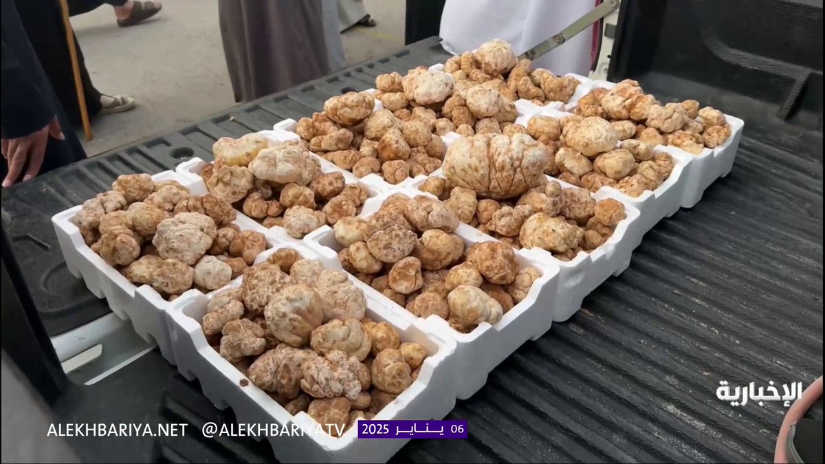 في حفر الباطن .. أسعار نبات "الفقع" تصل إلى 2000 ريال. -