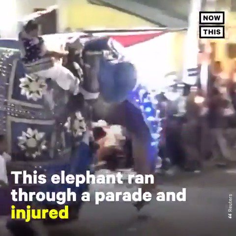 17 people were injured after this elephant ran through a parade in Sri Lanka