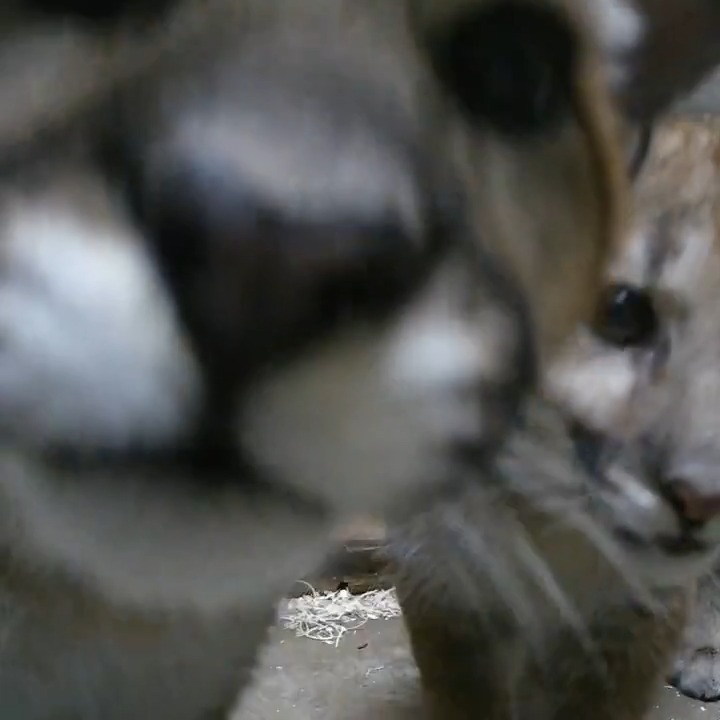 The rescued cougar cubs are getting very brave