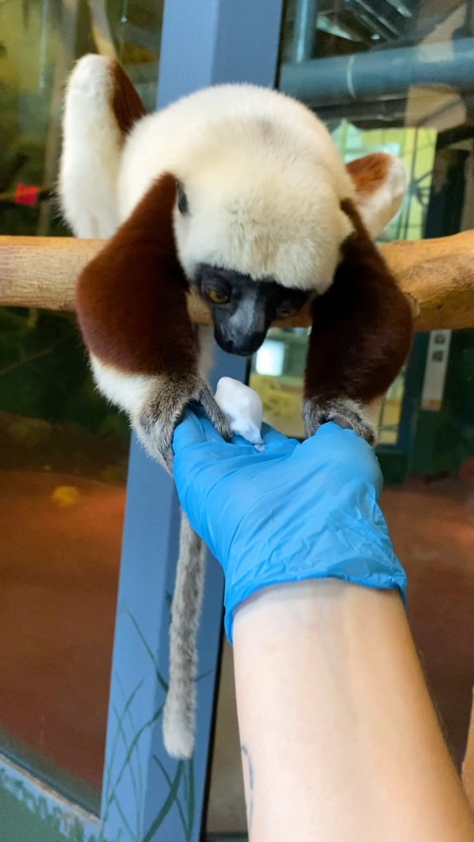 Sifaka + snow = confused, but intrigued 😅 Since sifakas are a warm weather species, they were not outside to experience Philly's first snow day—so keepers brought the snow day inside to them!