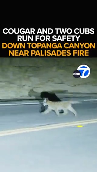 A mountain lion and two cubs hightail it down Topanga Canyon Blvd. overnight, running away from where the Palisades Fire ravaged homes. The scene a stark reminder of the effect the wildfires have on our wildlife. Live firestorm coverage continues - This morning at 6 from ABC7.