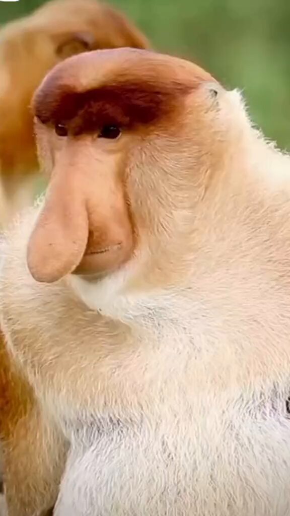 The proboscis monkey or long-nosed monkey, known as the bekantan in Indonesia, is a reddish-brown arboreal Old World monkey with an unusually large nose.