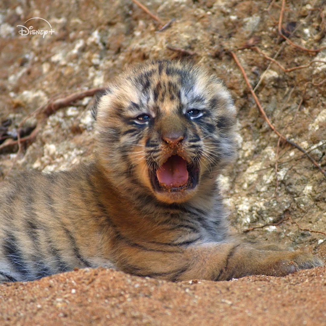 We're going to need 3-5 business days to recover from this much cuteness 🥹 Disneynature's #Tiger is now streaming on Disney+.