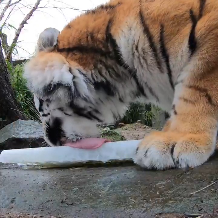 Purrfect popsicles
