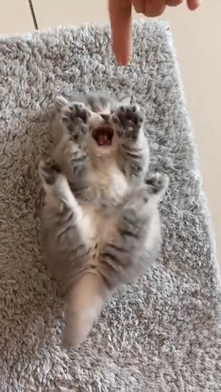 Too adorable kitten ๐