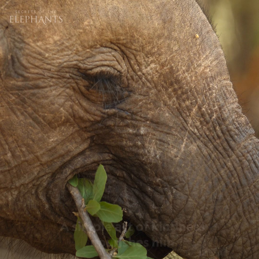Even with a shortened trunk, this elephant is persevering through it all with the support of its herd. #SecretsOfTheElephants is now streaming on Disney+.