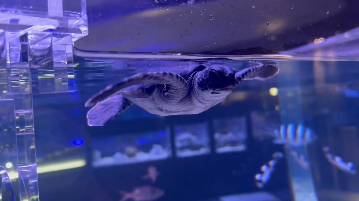 いつもいいねをありがとうございます🤍 一生懸命に泳ぐアオウミガメの「ハート」をどうぞ🐢💕 #いいねの日 #指先でエールは送れる
