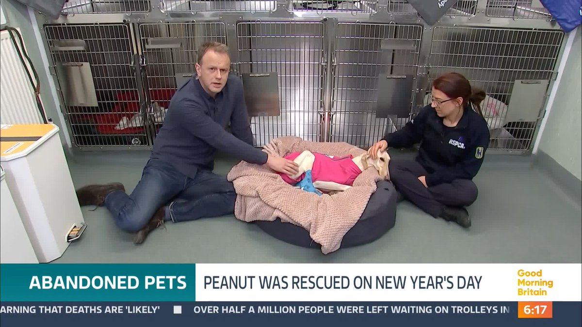 The RSPCA are appealing to anyone who can recognise Peanut, a dog who was dumped on New Year's Day. She was found looking very frail by a passerby on a country lane. They say this is the worst animal cruel case they’ve ever seen. Nick Dixon reports.