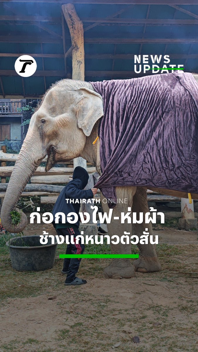 ปางช้างแม่สา จ.เชียงใหม่ ห่มผ้า-ก่อกองไฟ คลายหนาวให้ ปู่ช้าง-ย่าช้าง หลังอุณหภูมิลดต่ำ ทำช้างสูงวัยร่างกายไม่แข็งแรง ยืนหนาวตัวสั่น #อากาศหนาว #ช้าง #เชียงใหม่ #ไทยรัฐออนไลน์ #Thairath